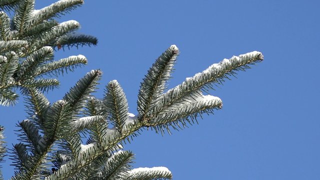 Tannenzweig mit Schnee