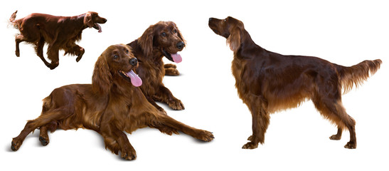 Red Irish Setters, isolated on white