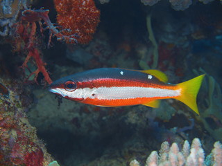 Obraz na płótnie Canvas Coral fish, Island Bali