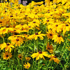 beautiful background of bright garden flowers