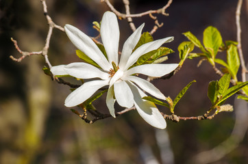 magnolia flower white color