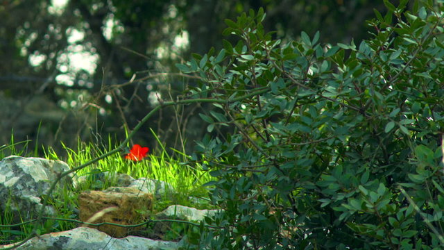 Royalty Free Stock Video Footage of Carmel mountain forest floor shot in Israel at 4k with Red.