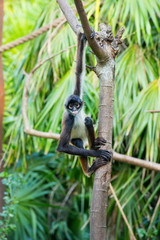 Spider monkey on a tree