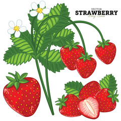 Strawberry Set, Vector.