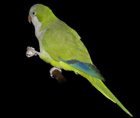 A quaker parrot eating isolated