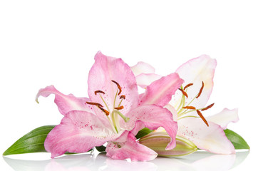 Fototapeta na wymiar Two pink lily flowers. Isolated on white background
