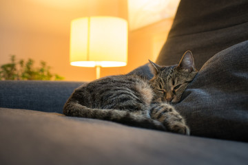 die Katze liegt gemütlich auf dem Sofa