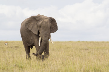 Naklejka na ściany i meble African elephant in savanna