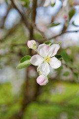 Obraz na płótnie Canvas apple blossom close-up spring day
