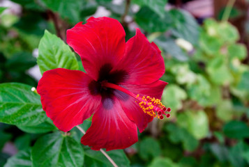 Hibiscus Flower.