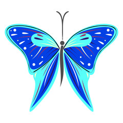 Vector illustration of insect, blue butterfly, isolated on the white background
