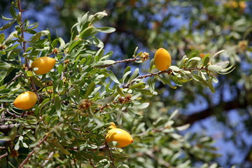 Fruits of Argan tree (Argania spinosa) on the branch 
