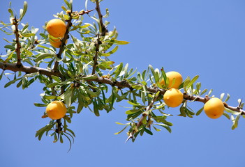 Fruits of Argan tree (Argania spinosa) on the branch 
