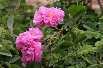 Damascus pink rose in a garden