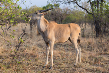 An Eland antelope eating leaves from a tree in the african bush