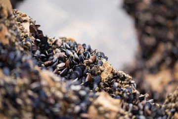 A cluster of mussels growing on coastal rocks