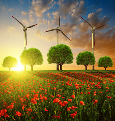 Red poppy field with trees and wind turbines in the sunset. Spring landscape.