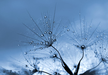 Dewy dandelion flower close up