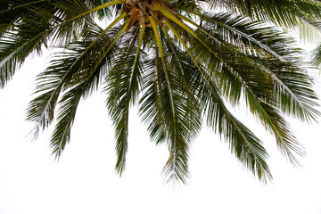 Fototapeta na wymiar coconut leaf on white background