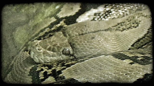 Snake rests. Vintage stylized video clip.