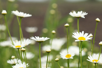 white daisy flower meadow spring season