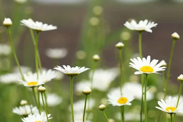 Fond de hotte en verre imprimé Marguerites white daisy flower meadow spring season