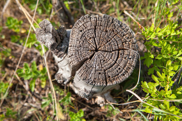 stump of a tree top view