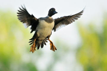 Flying female Goldeneye