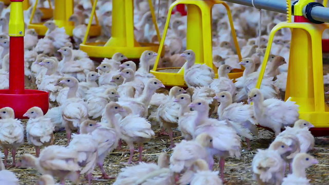Farm of Turkeys Birds, Video clip