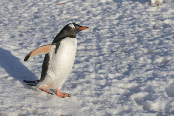 Gentoo Penguin.
