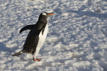 Fototapeta premium Gentoo Penguin.