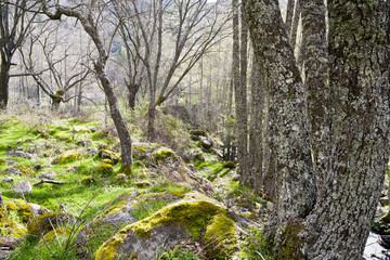 Obraz premium Valle de Iruelas. Avila