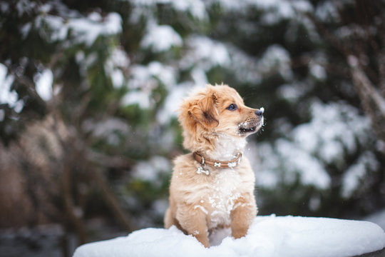 kleiner Hund Beobachtet die Natur