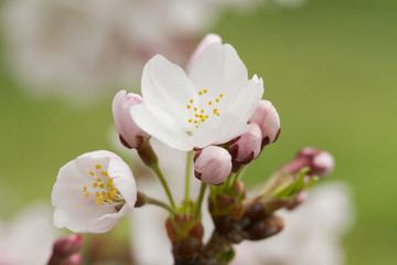 Obraz premium 桜花