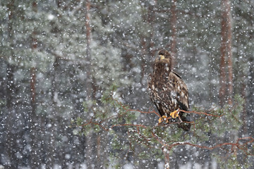 white-tailed eagle at snowfall