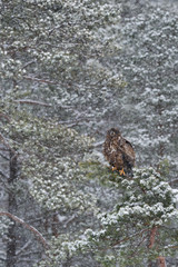 white-tailed eagle on tree at heavy snowfall