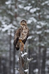 white-tailed eagle on tree in winter