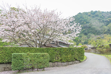 Fototapeta na wymiar 武家屋敷の小道　鹿児島県知覧 / Alley of former samurai residence area, Chiran, Kagoshima, Japan
