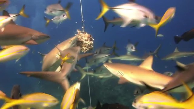Many reef sharks eat the bait. The divers, sharks, fish and blue. Amazing, beautiful underwater world Bahamas and the life of its inhabitants, creatures and diving, travels with them. 