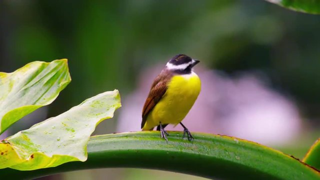 Close up shot of a Great Kiskadee, in Rio.