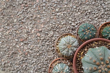Round shape Astrophytum cactus