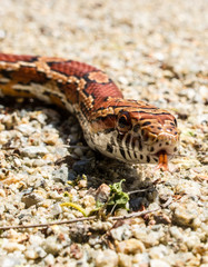Kornnatter (Pantherophis guttatus)