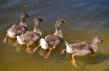 Young ducklings