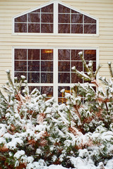 Fototapeta na wymiar Decorative cedar covered with snow in front of the window of the cottage in winter