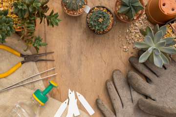 Cactus planting day