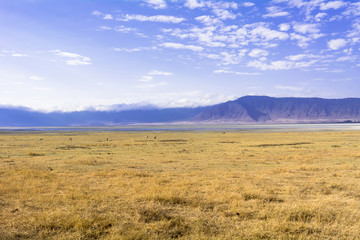 Fototapeta na wymiar タンザニアのンゴロンゴロ保全地域