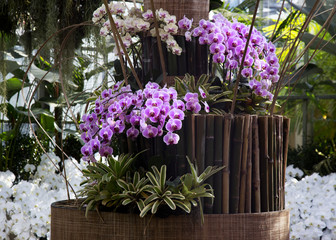 purple orchid in the garden decorating with bamboo stick , garden , garden design 