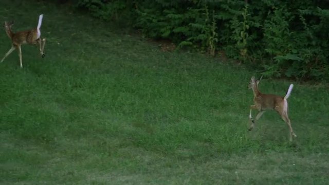 Slow motion of 2 young whitetail deer running.