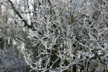 rime on branches of a tree