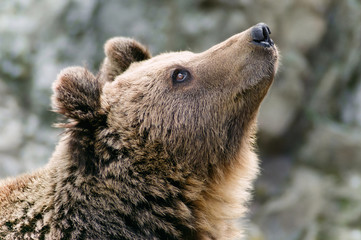 Obraz na płótnie Canvas Brown bear's head looking up